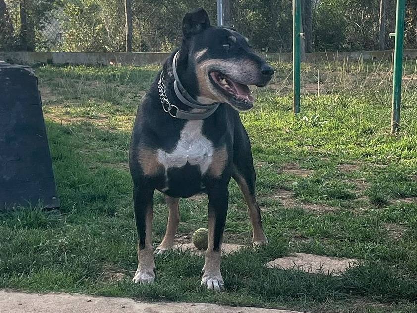 Adotta il cane Ugo Ares a Genova