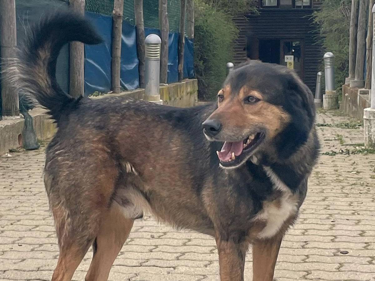 Adotta un cane, taglia grande, maschio, Genova