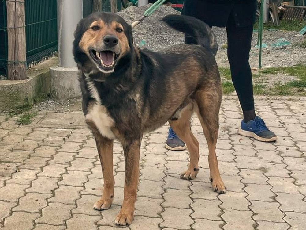 Adotta il cane Yago a Genova