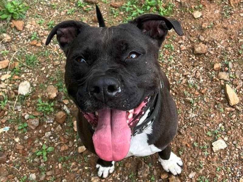 Adotta un cane, taglia grande, maschio, Genova