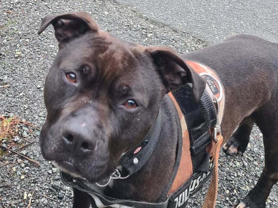 Vuoi adottare un cane a Genova?