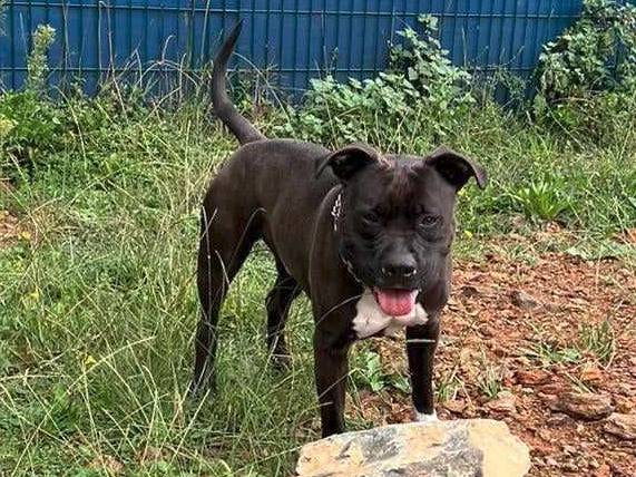Adotta il cane Zagor a Genova