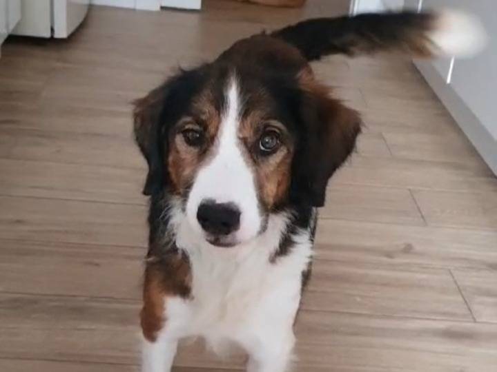 Adotta un cane, maschio, 10 anni  e 4 mesi , Milano