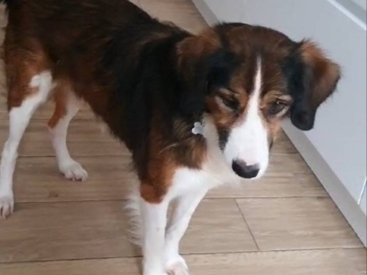 Adotta un cane, taglia media, maschio, Milano