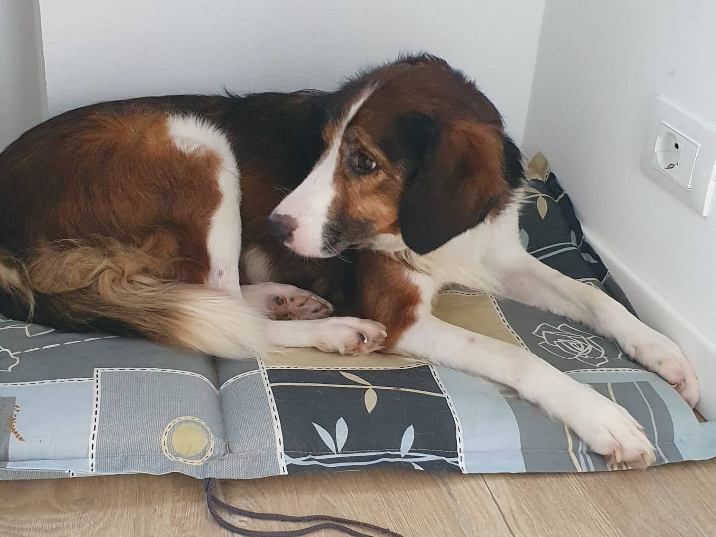 Vuoi adottare un cane a Milano?