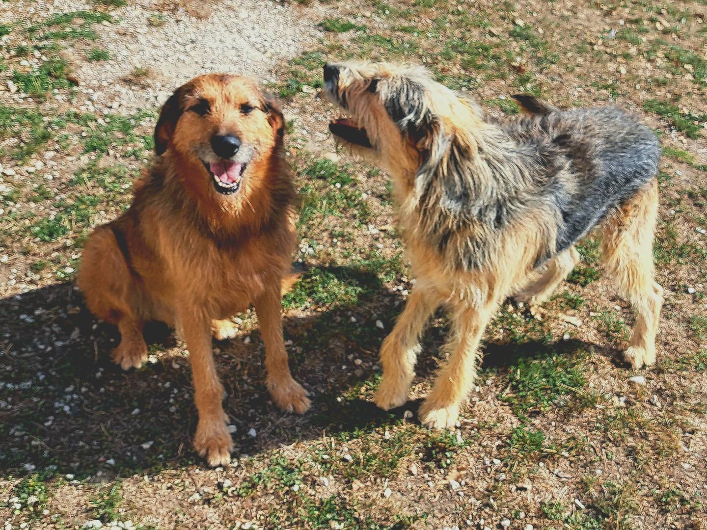 Adozione cane, maschio, Spinone, 6 anni  e 4 mesi , taglia grande, Teramo