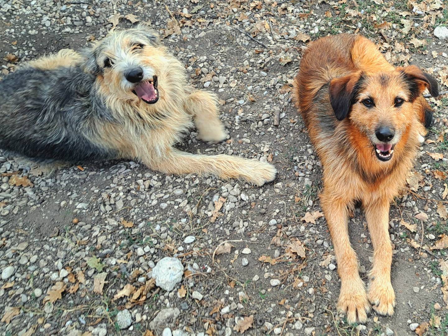 Adotta un cane, maschio, 6 anni  e 4 mesi , Teramo