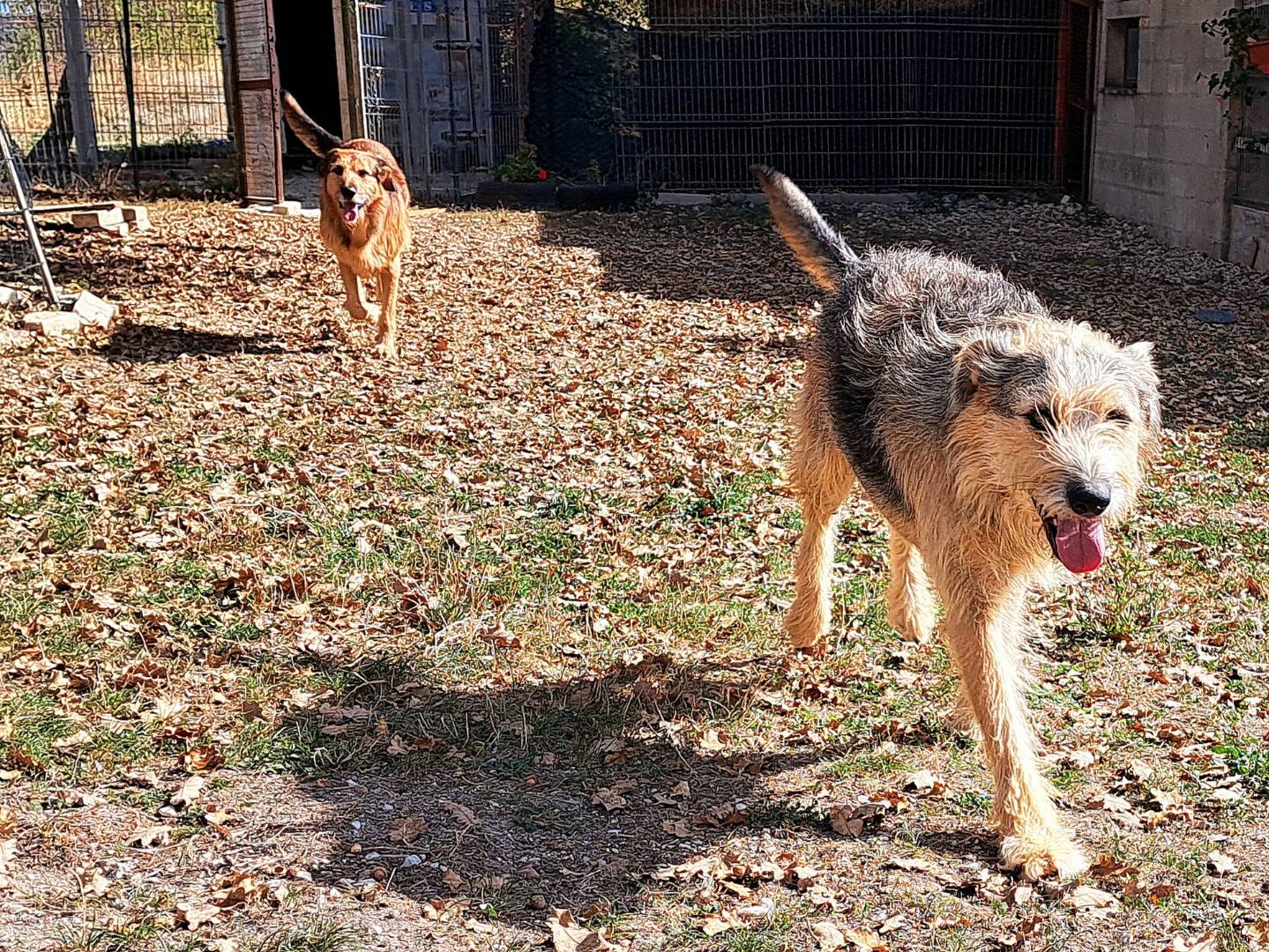 Adotta un cane, taglia grande, maschio, Teramo