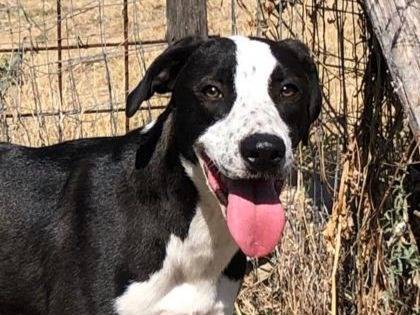 Adozione cane, femmina, meticcio, 2 anni e 7 mesi, taglia media, Crotone