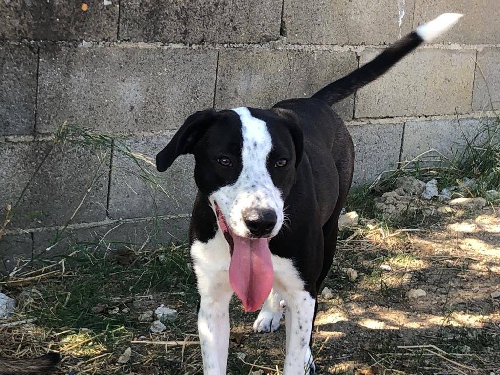 Adotta un cane, taglia media, femmina, Crotone