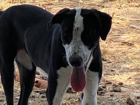 Adotta il cane ATENA a Crotone