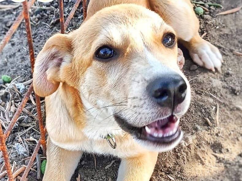 Adozione cane, maschio, meticcio, 2 anni e 5 mesi, taglia media contenuta, Crotone