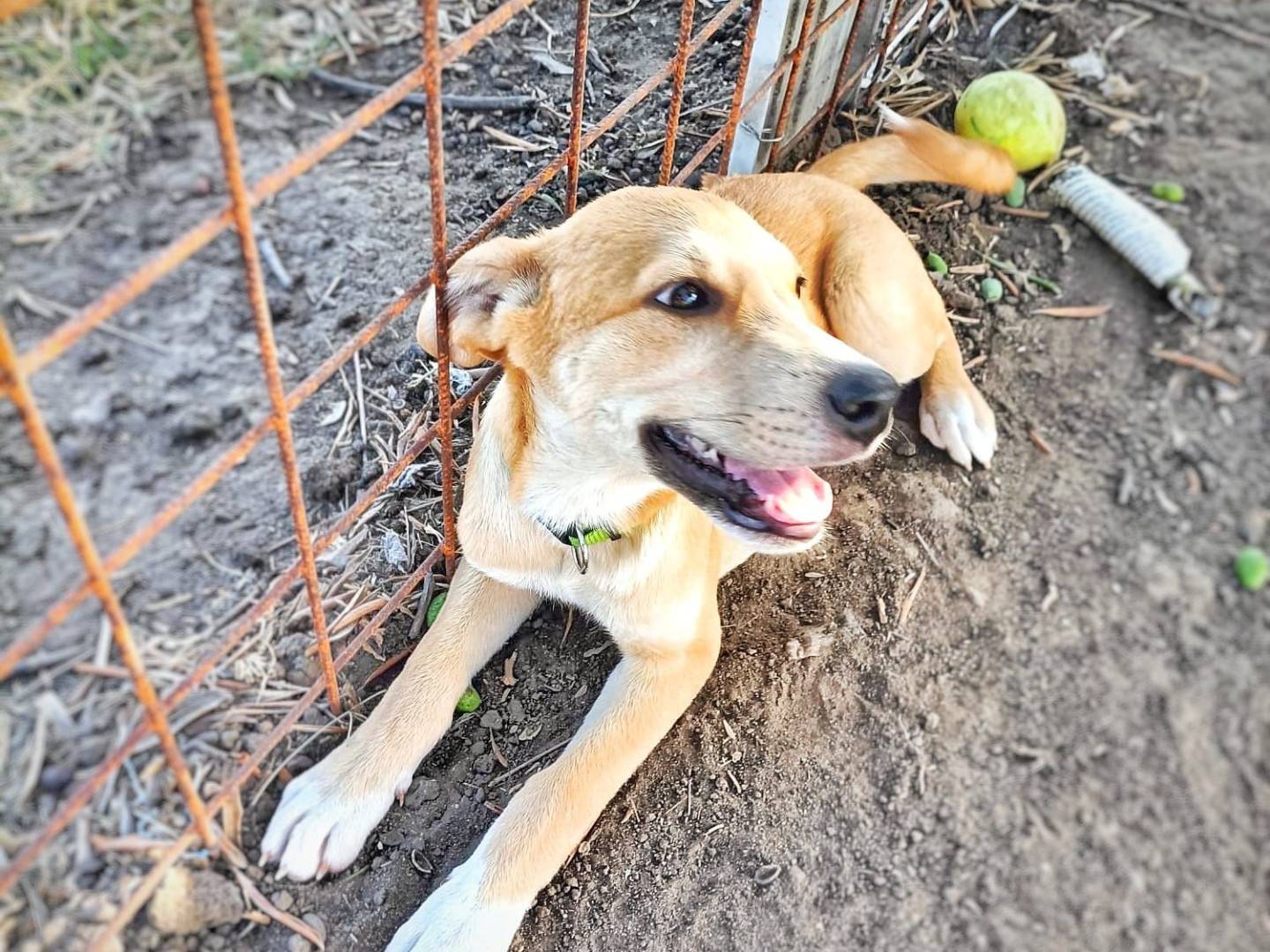 Adotta un cane, taglia media contenuta, maschio, Crotone