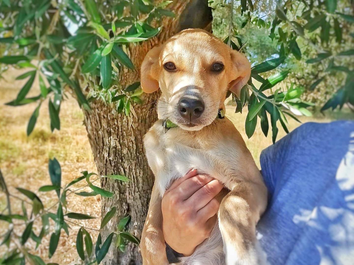 Vuoi adottare un cane a Crotone?