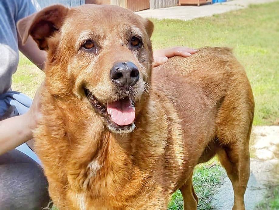 Adozione cane, femmina, meticcio, 10 anni e 1 mese, taglia grande, Pavia