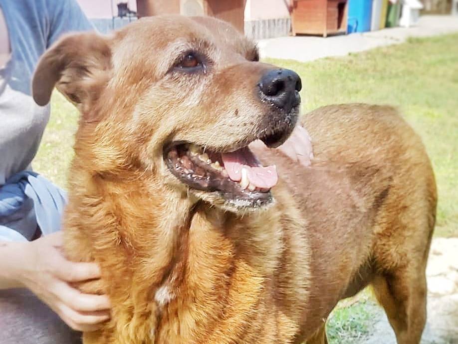 Adotta un cane, femmina, 10 anni e 1 mese, Pavia