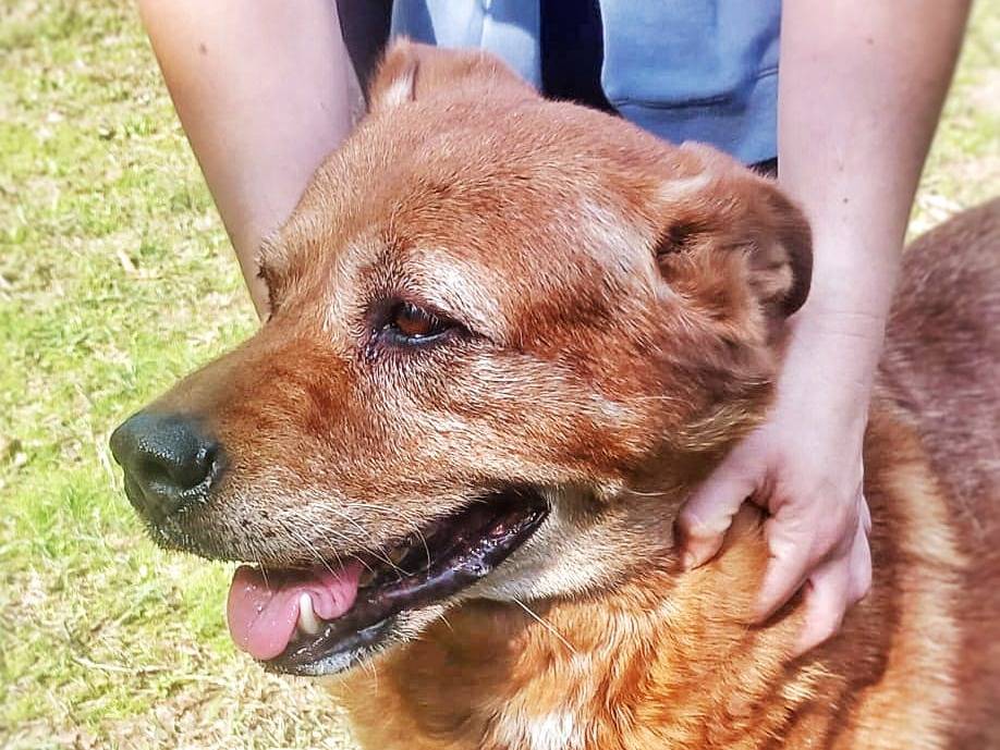 Adotta un cane, taglia grande, femmina, Pavia