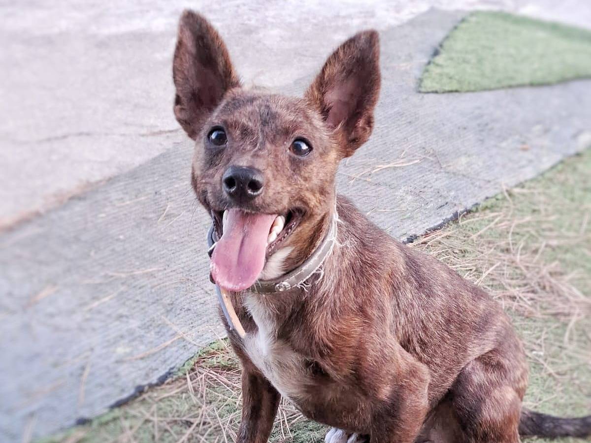 Adozione cane, femmina, meticcio, 2 anni e 1 mese, taglia piccola, Crotone