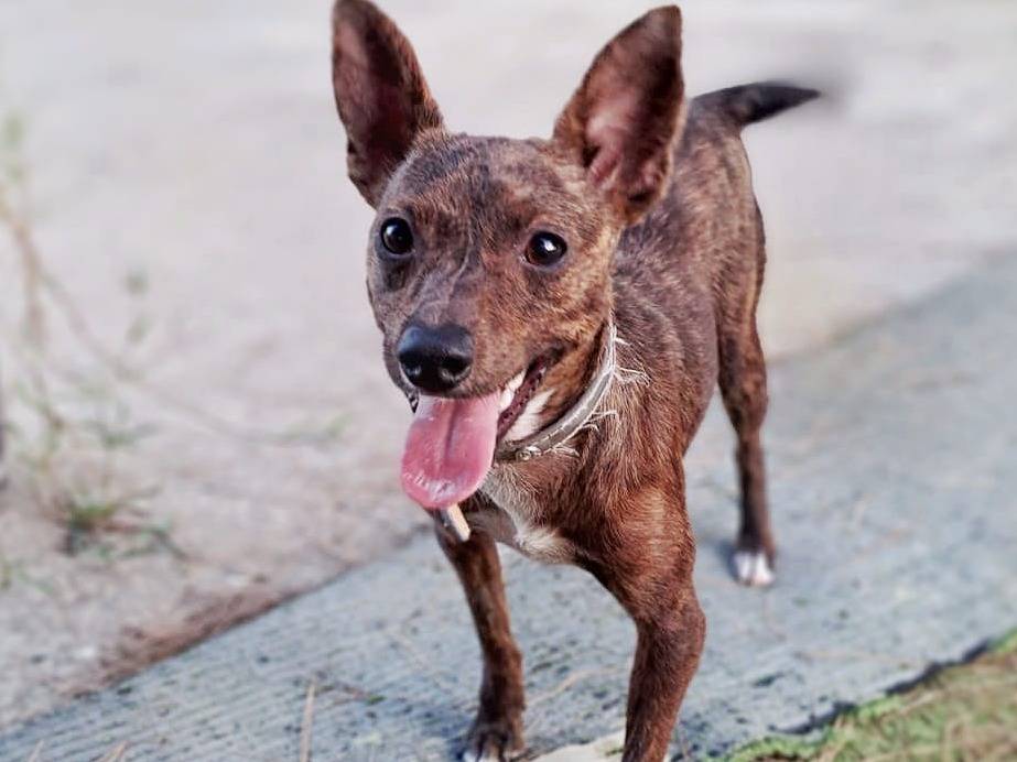 Adotta un cane, taglia piccola, femmina, Crotone