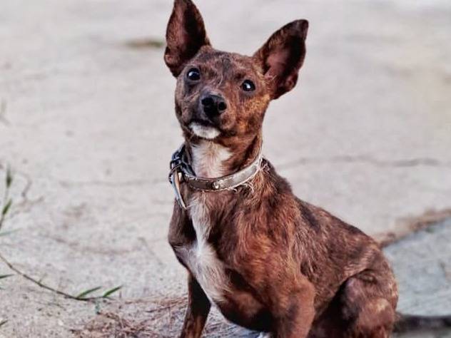 Vuoi adottare un cane a Crotone?