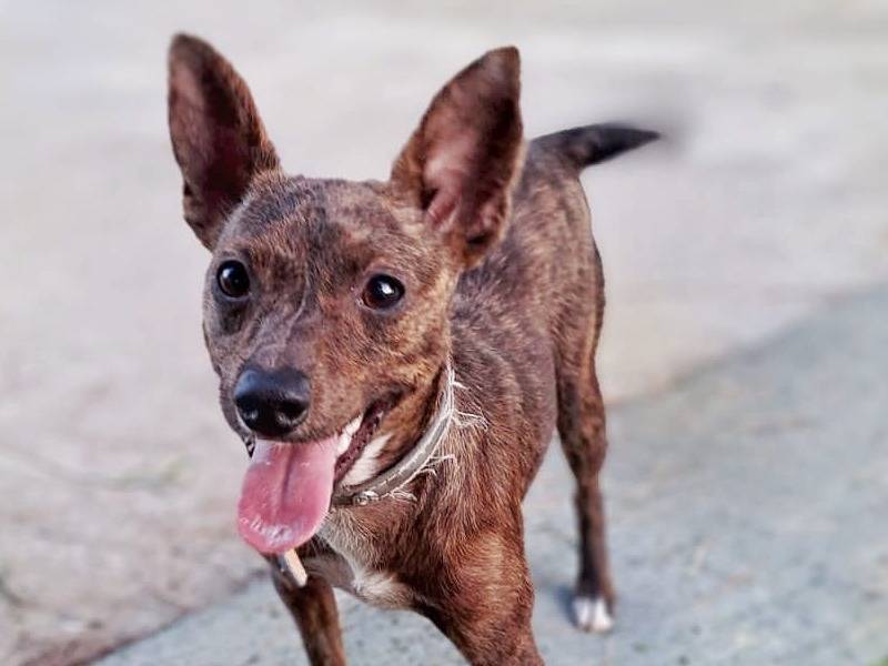 Adotta il cane MIMÌ a Crotone