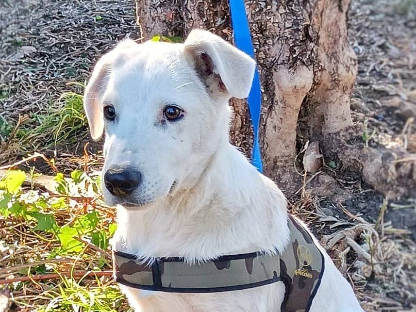 Adozione cane, maschio, meticcio, 2 anni e 5 mesi, taglia media, Crotone