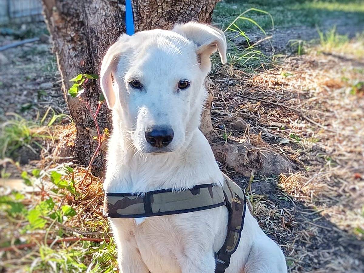 Adotta un cane, maschio, 2 anni e 5 mesi, Crotone