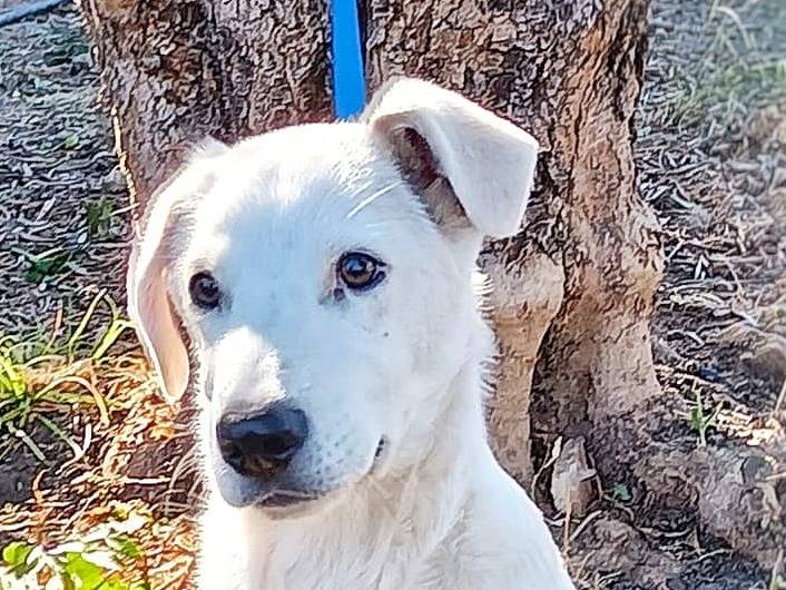 Adotta un cane, taglia media, maschio, Crotone