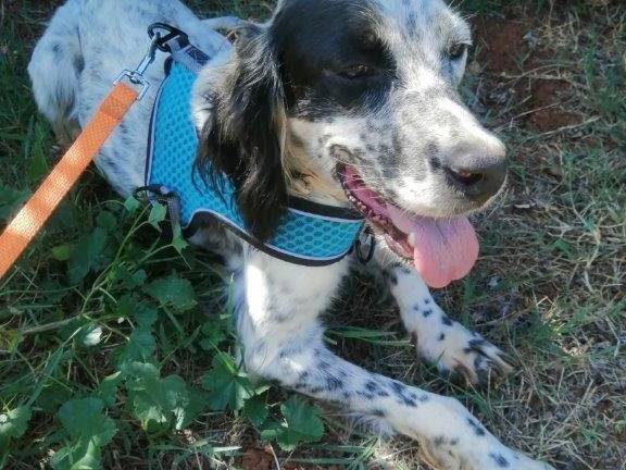 Adotta un cane, femmina, 8 anni e 9 mesi, Cosenza