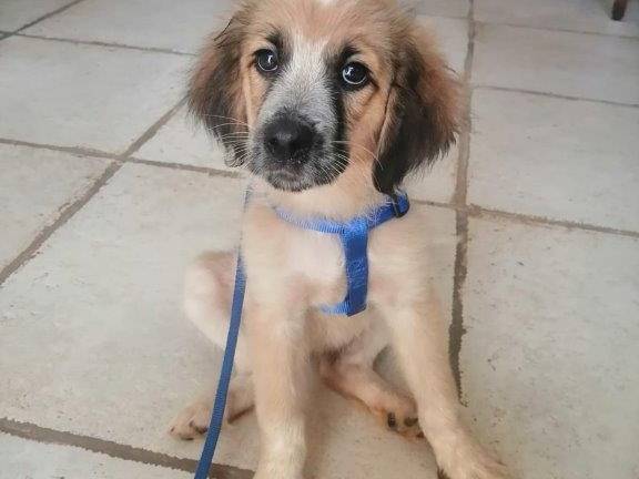 Adozione cane, femmina, meticcio, 2 anni e 9 mesi, taglia piccola, Cosenza