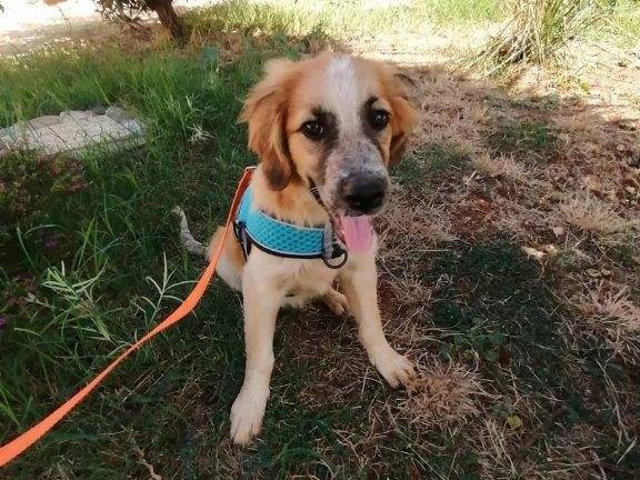 Adotta un cane, femmina, 2 anni e 9 mesi, Cosenza