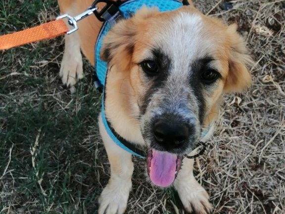 Adotta un cane, taglia piccola, femmina, Cosenza