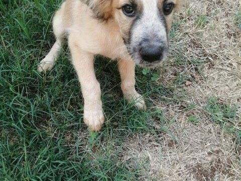 Vuoi adottare un cane a Cosenza?