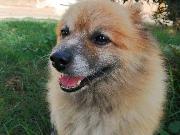 Adozione cane, maschio, Spitz, 13 anni e 3 mesi, taglia piccola, Cosenza