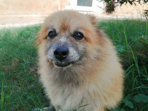 Adotta un cane, taglia piccola, maschio, Cosenza