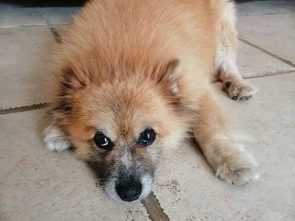 Vuoi adottare un cane a Cosenza?