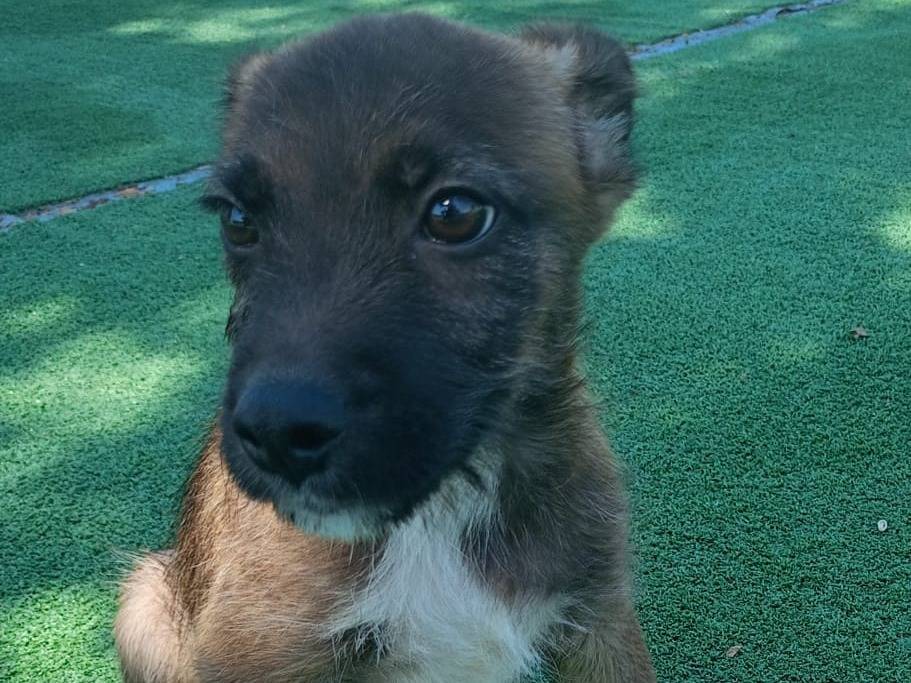 Adozione cane, maschio, meticcio, 3 anni, taglia piccola, Cosenza