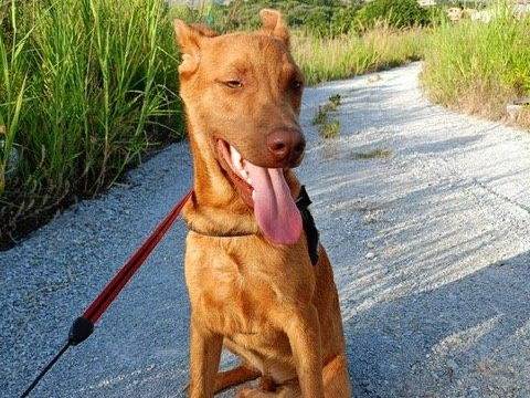 Adozione cane, maschio, meticcio, 3 anni e 4 mesi, taglia media contenuta, Cosenza