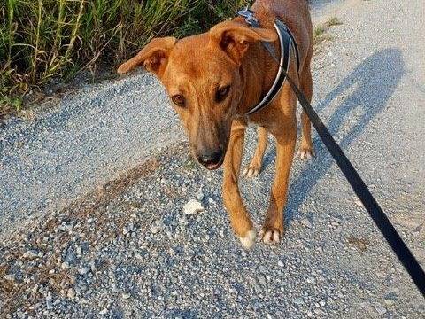 Adotta un cane, maschio, 3 anni e 4 mesi, Cosenza