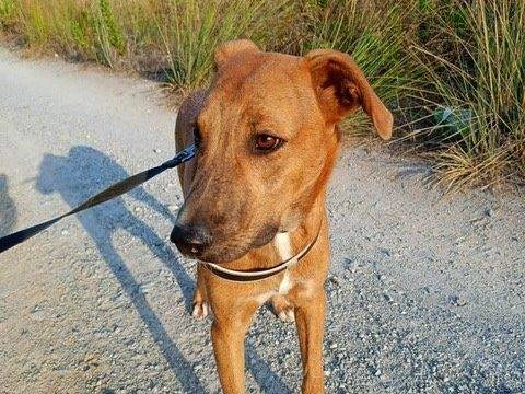 Adotta un cane, taglia media contenuta, maschio, Cosenza