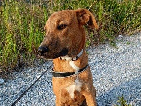 Vuoi adottare un cane a Cosenza?