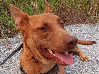 Adozione cane, maschio, meticcio, 3 anni e 4 mesi, taglia media contenuta, Cosenza