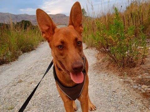 Adotta un cane, taglia media contenuta, maschio, Cosenza