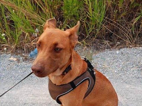 Vuoi adottare un cane a Cosenza?