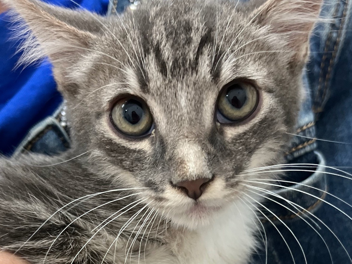 Adotta un gatto, taglia non valida, maschio, Chieti