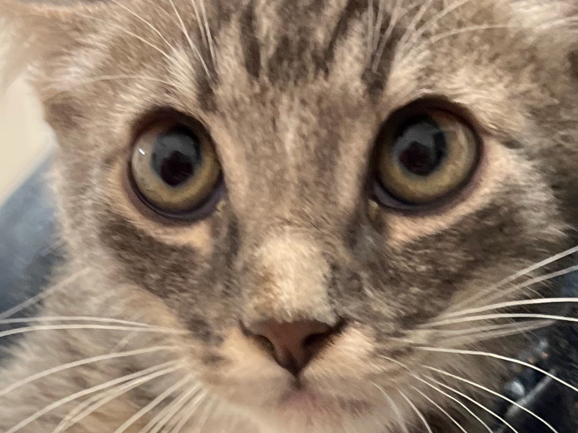 Vuoi adottare un gatto a Chieti?