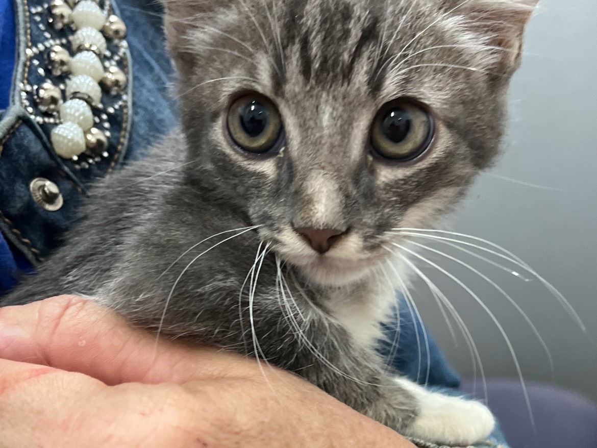 Adotta il gatto Principe Filippo di San Salvo  a Chieti