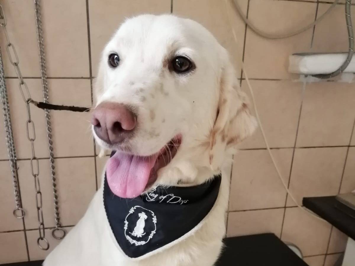 Adozione cane, femmina, meticcio, 3 anni e 9 mesi, taglia media contenuta, Cosenza