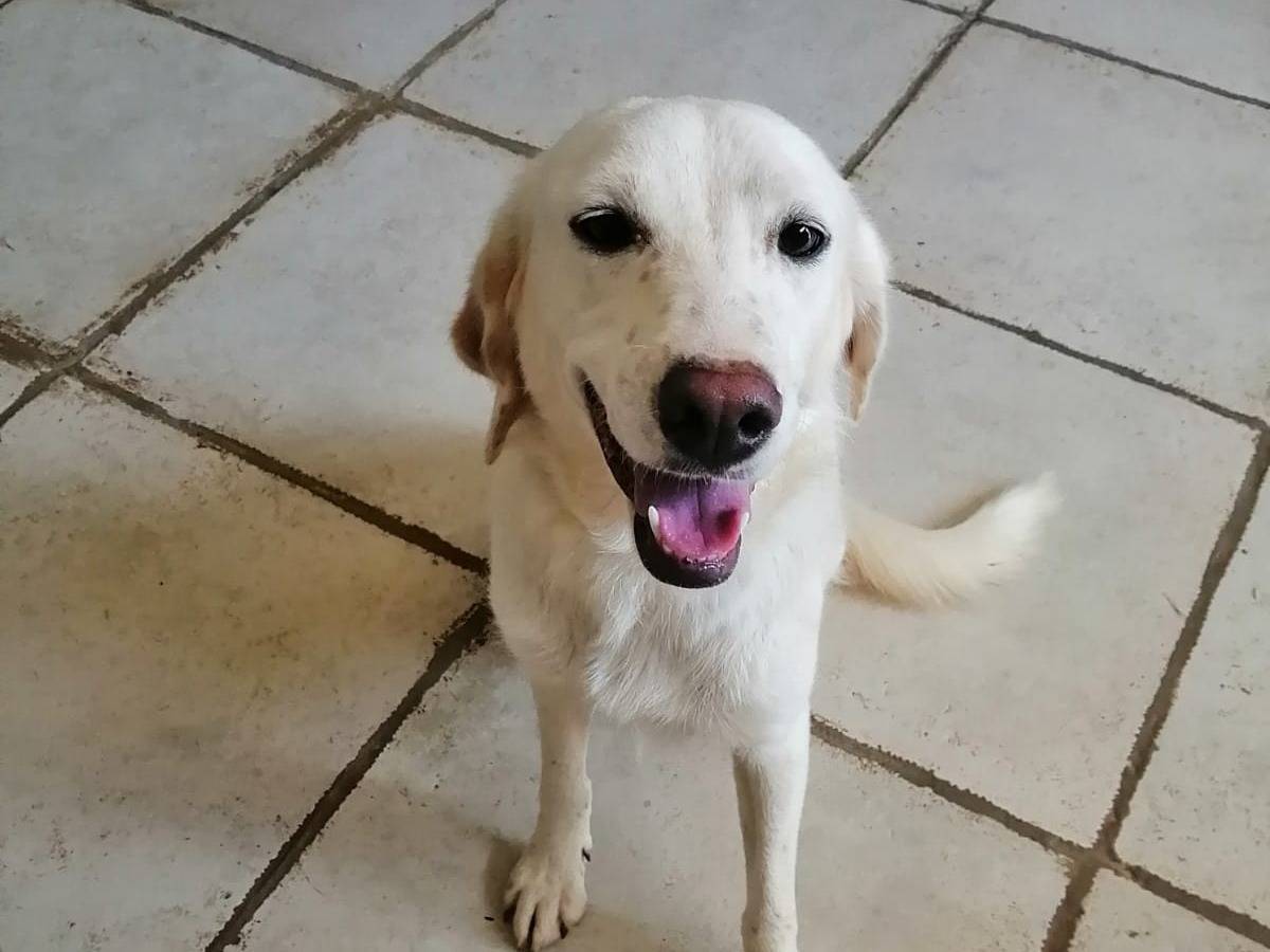 Adotta un cane, femmina, 3 anni e 9 mesi, Cosenza