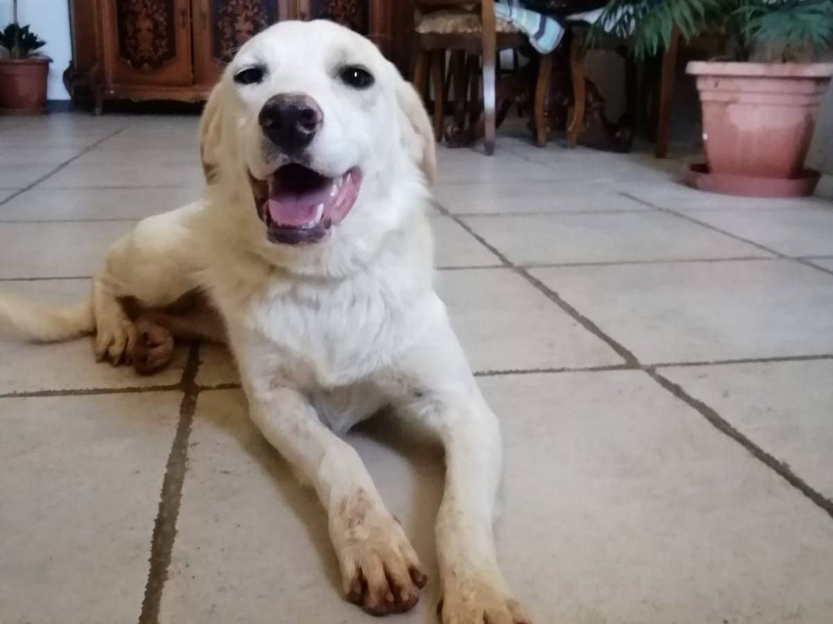 Adotta un cane, taglia media contenuta, femmina, Cosenza